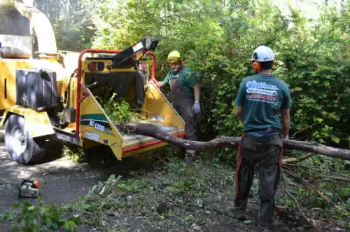 tree services Blackshear